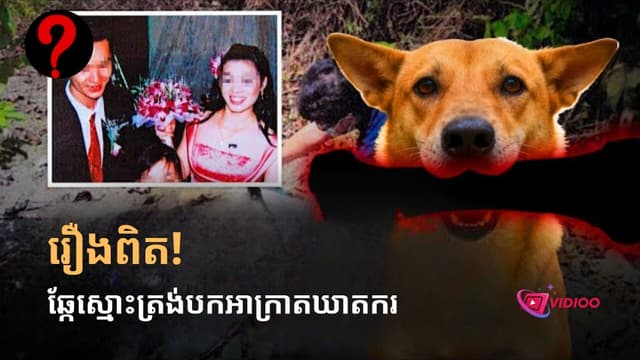 Tainan's 3-Piece Murder: Solved by a Faithful Dog!